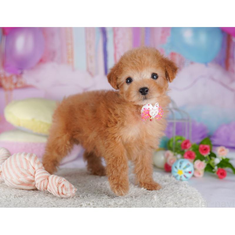 販売中の千葉県のタイニープードル-427295の3枚目