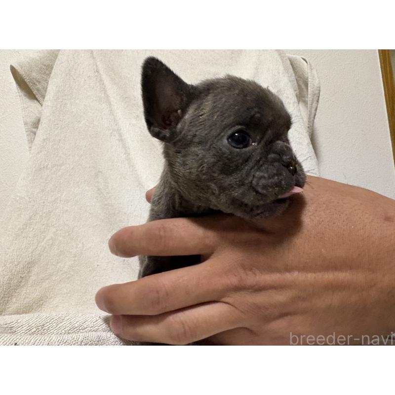 販売中の福岡県のフレンチブルドッグ-427114の2枚目