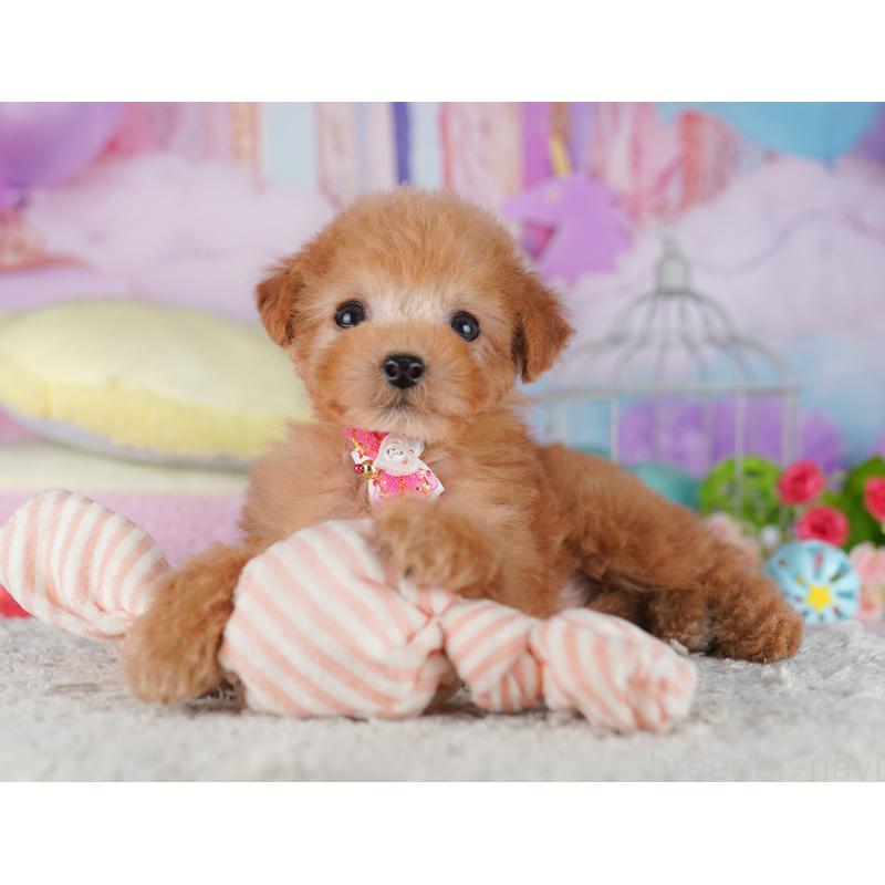 販売中の千葉県のタイニープードル-427295