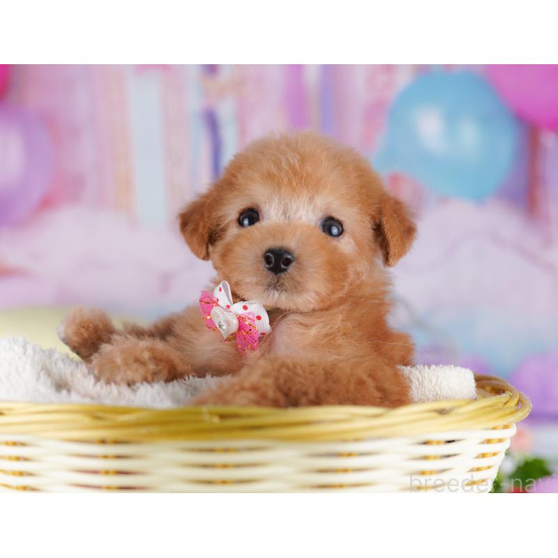 販売中の千葉県のタイニープードル-427295の2枚目