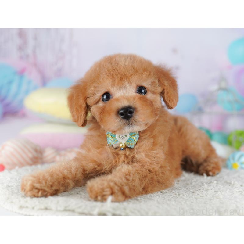 販売中の千葉県のトイプードル-427294の9枚目