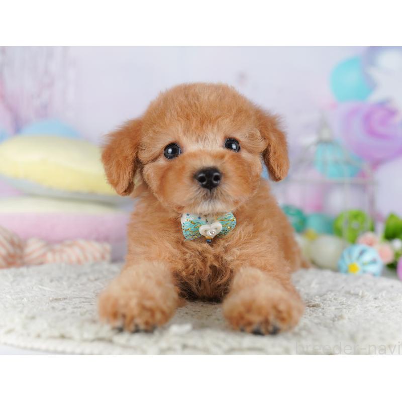 販売中の千葉県のトイプードル-427294の8枚目