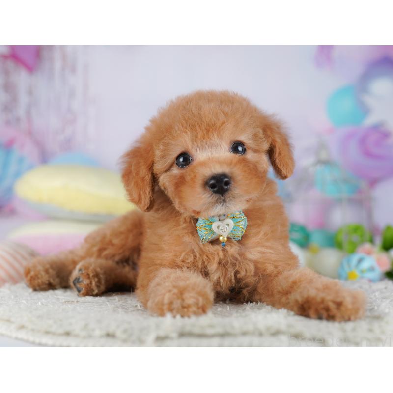 販売中の千葉県のトイプードル-427294の7枚目