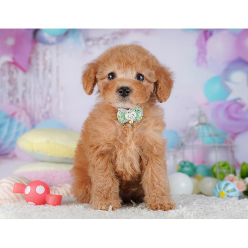 販売中の千葉県のトイプードル-427294の6枚目