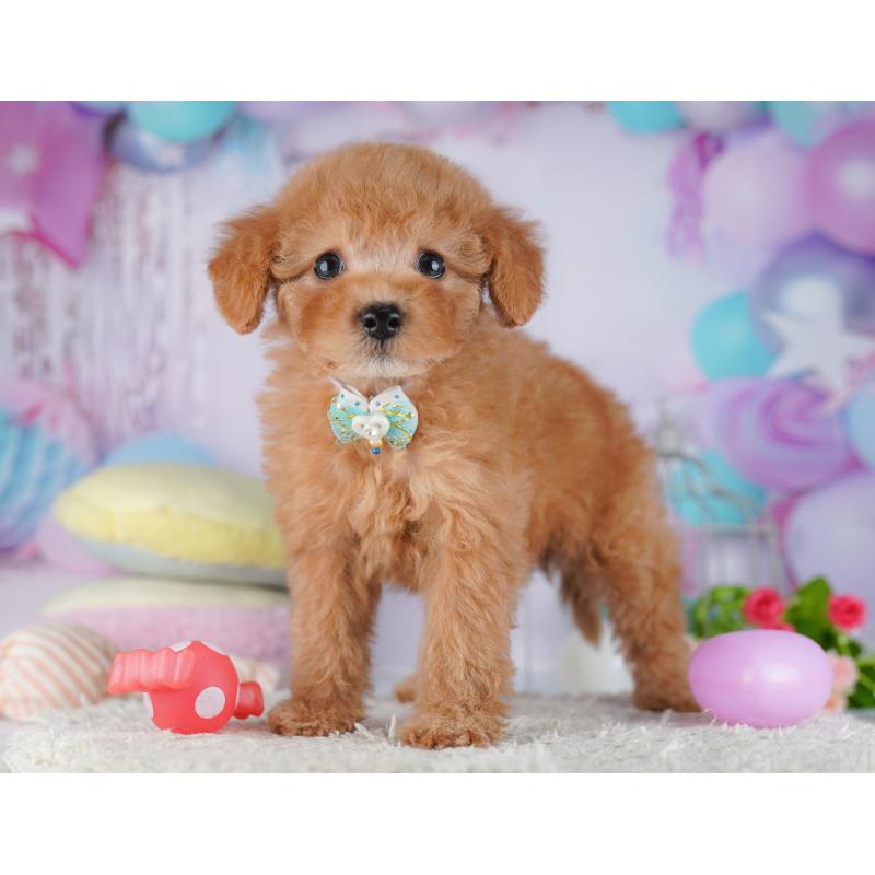 販売中の千葉県のトイプードル-427294の3枚目