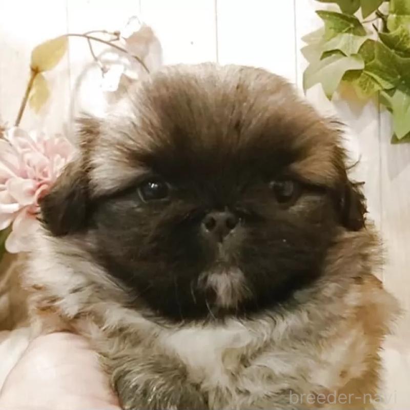 販売中の愛知県のペキニーズ-427119