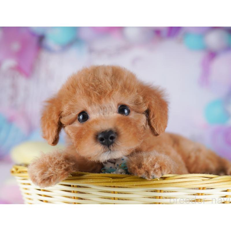 販売中の千葉県のトイプードル-427294