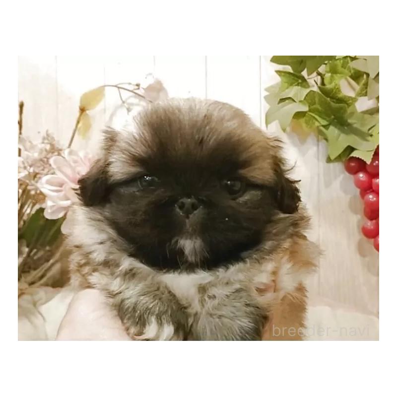 販売中の愛知県のペキニーズ-427119の8枚目