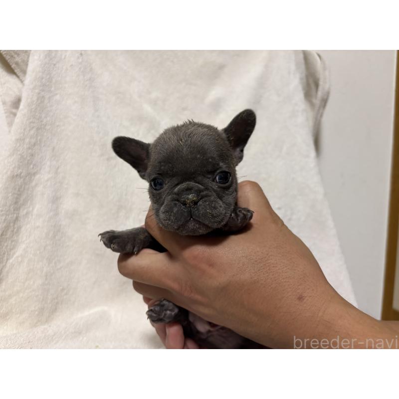 販売中の福岡県のフレンチブルドッグ-427116の5枚目