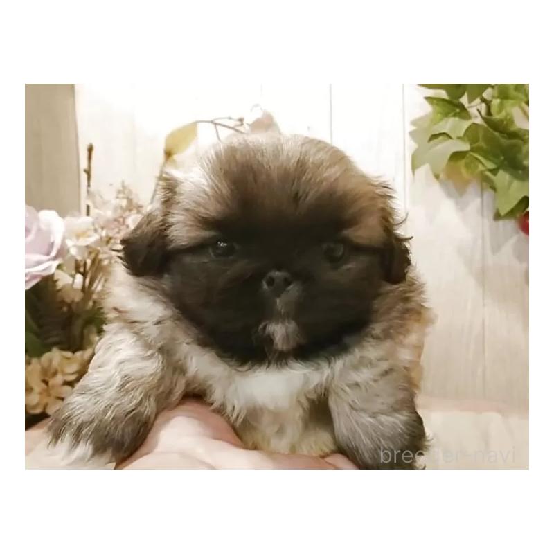 販売中の愛知県のペキニーズ-427119の6枚目