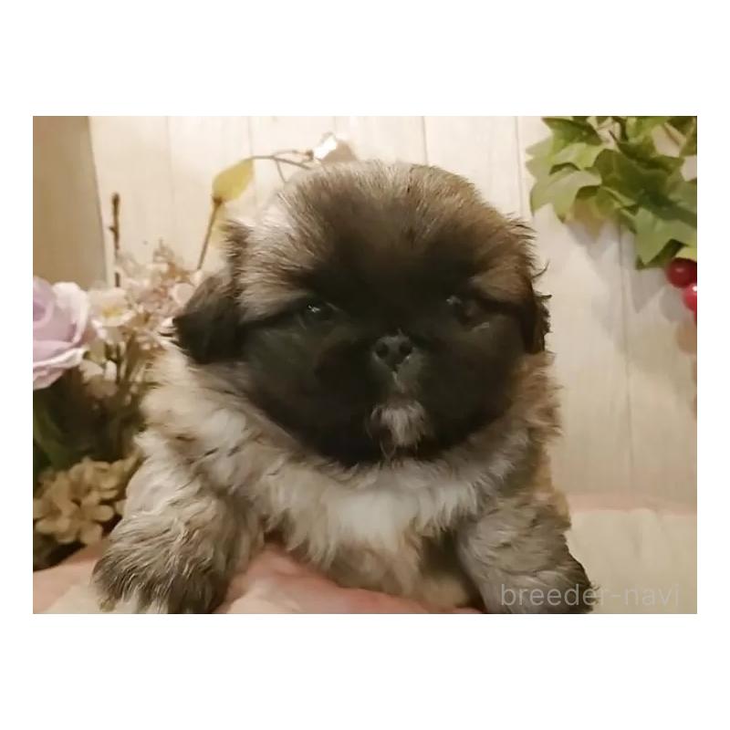 販売中の愛知県のペキニーズ-427119の4枚目