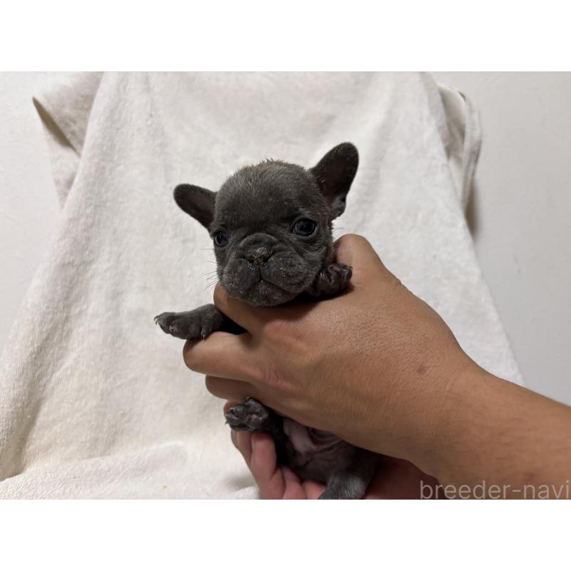 販売中の福岡県のフレンチブルドッグ-427116の4枚目