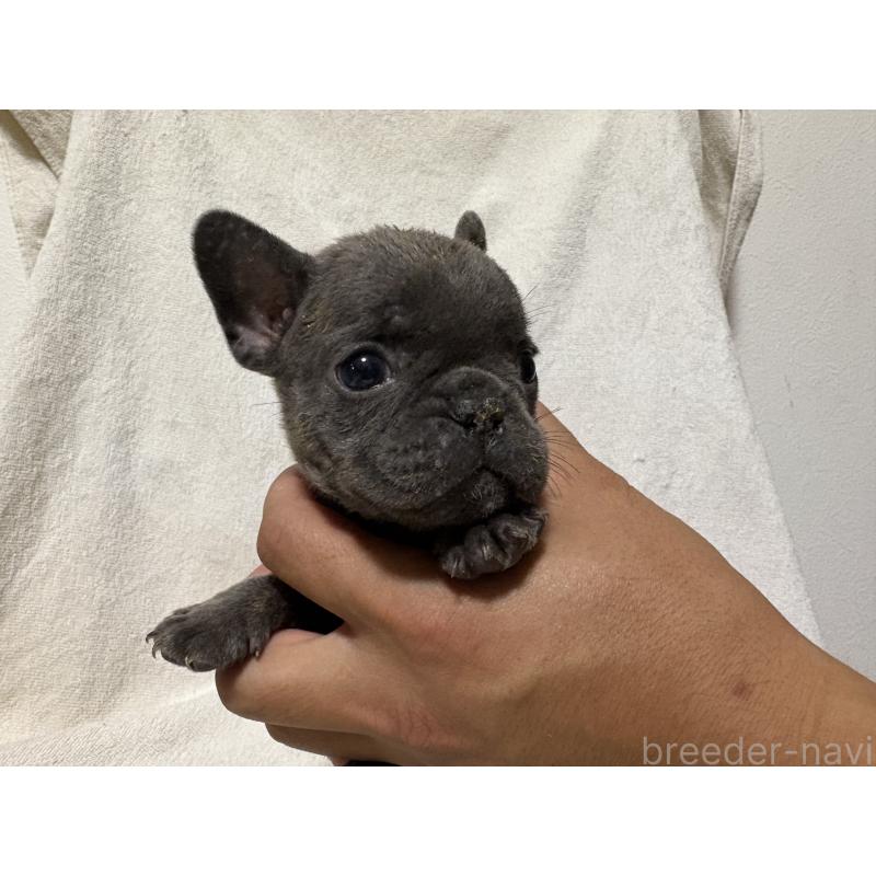 販売中の福岡県のフレンチブルドッグ-427116の3枚目