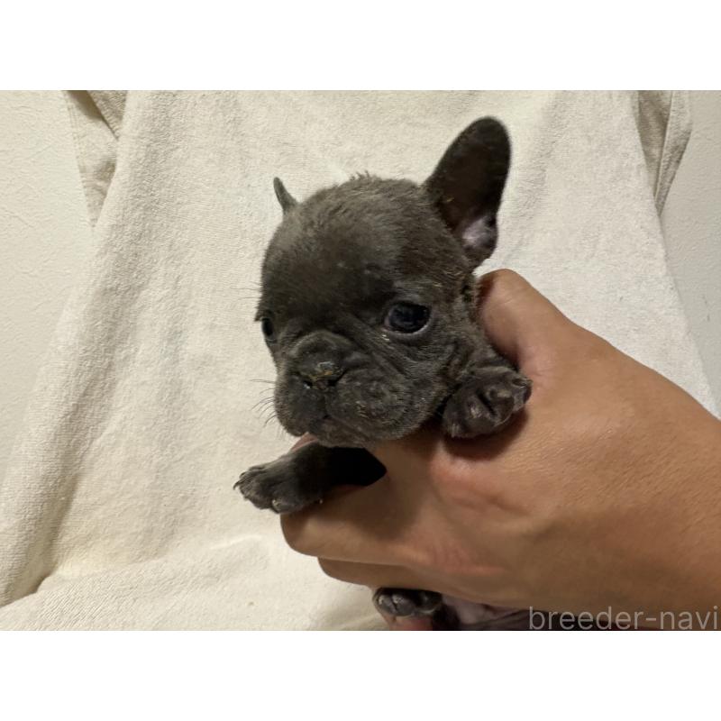 販売中の福岡県のフレンチブルドッグ-427116の2枚目