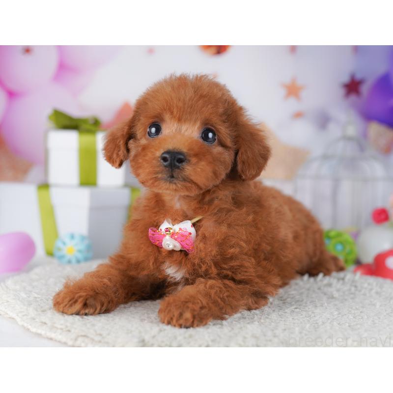 販売中の千葉県のトイプードル-427293の9枚目