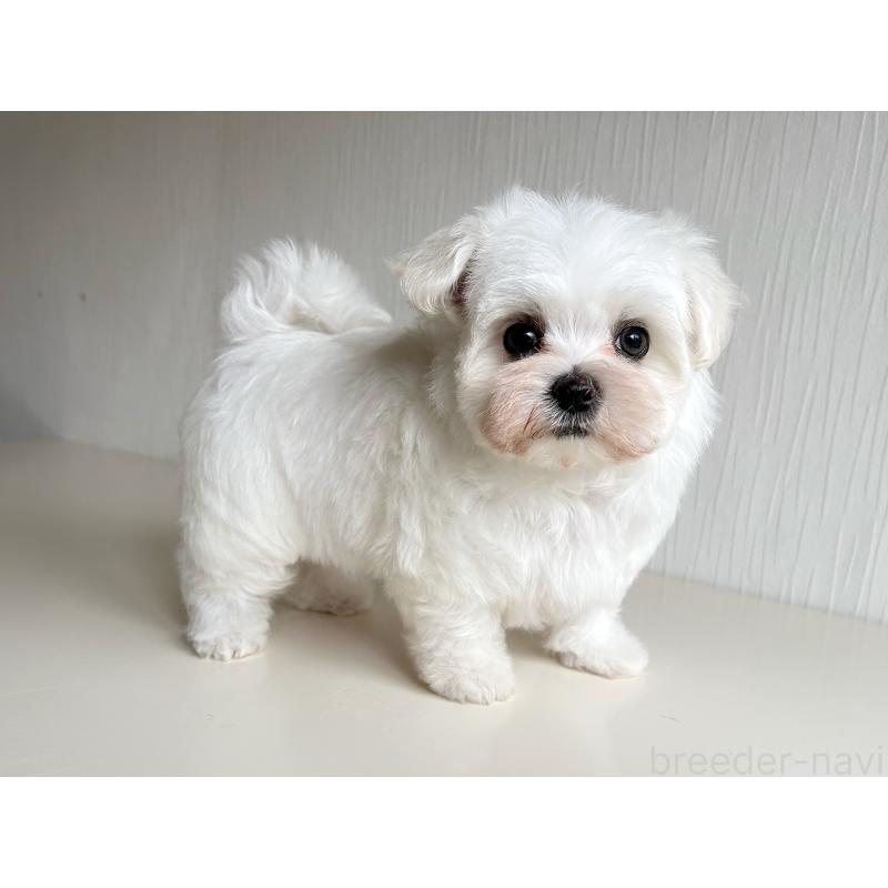 販売中の富山県のマルチーズ-418234の6枚目