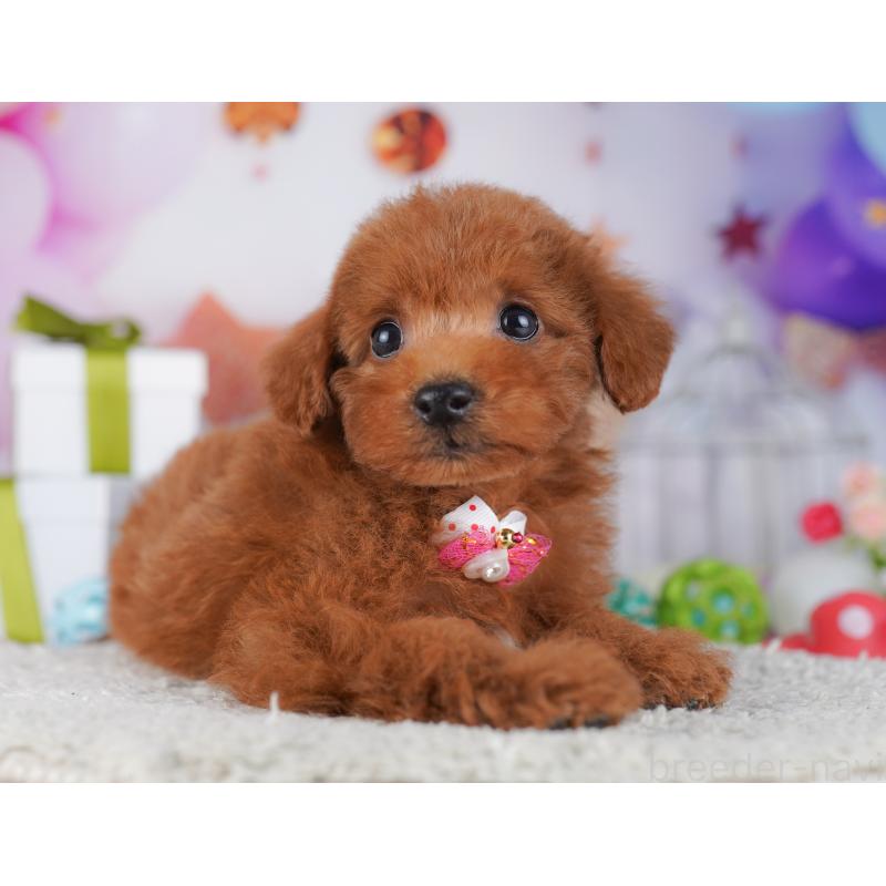 販売中の千葉県のトイプードル-427293の8枚目