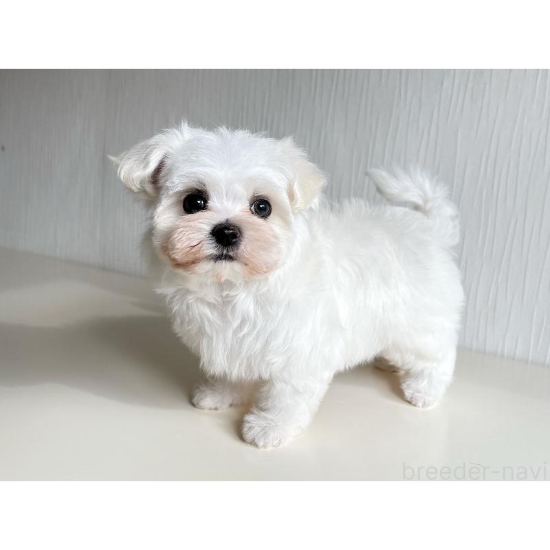 販売中の富山県のマルチーズ-418234の5枚目