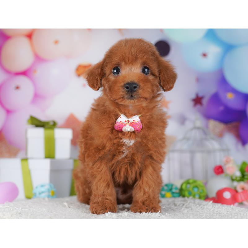 販売中の千葉県のトイプードル-427293の7枚目