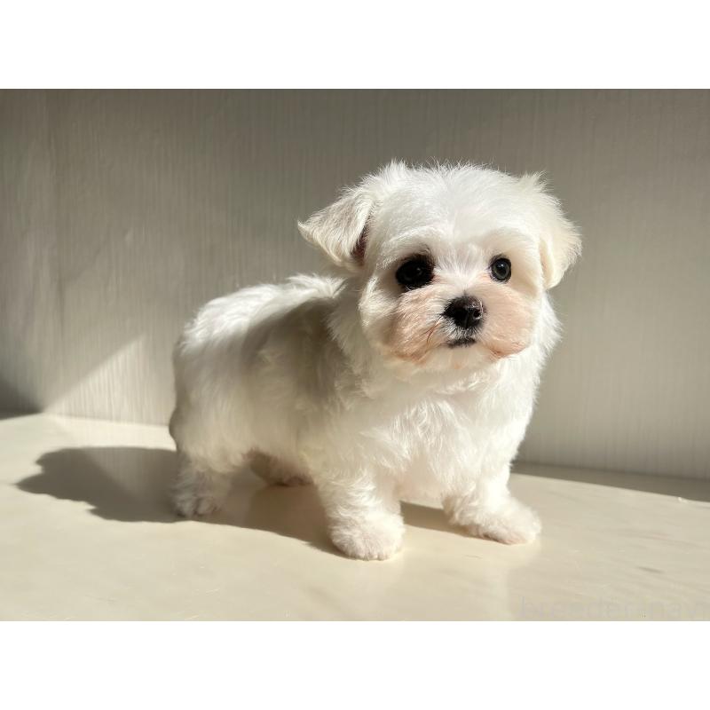 販売中の富山県のマルチーズ-418234の4枚目