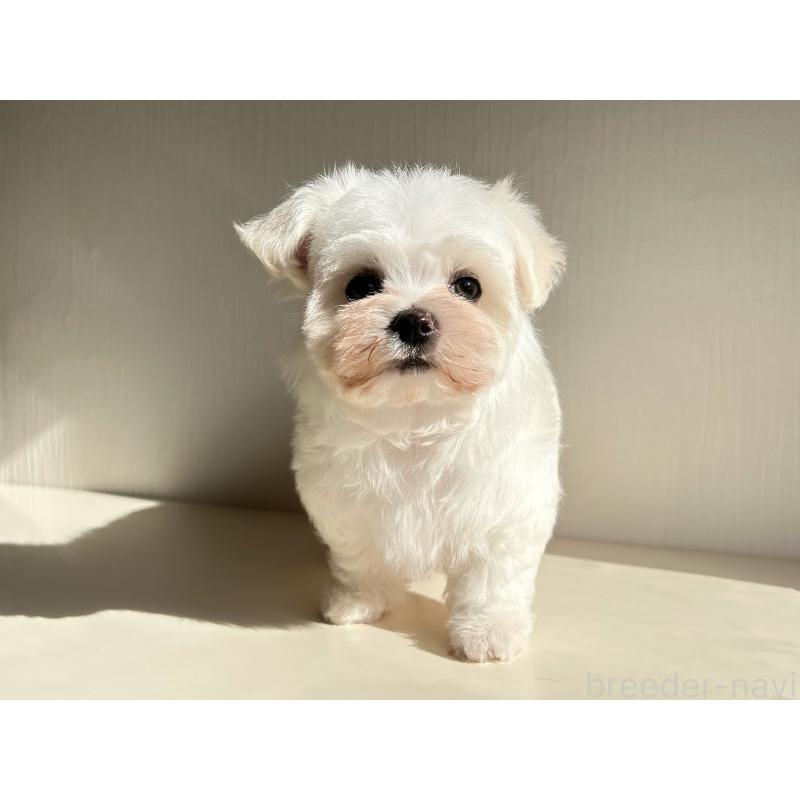 販売中の富山県のマルチーズ-418234の3枚目