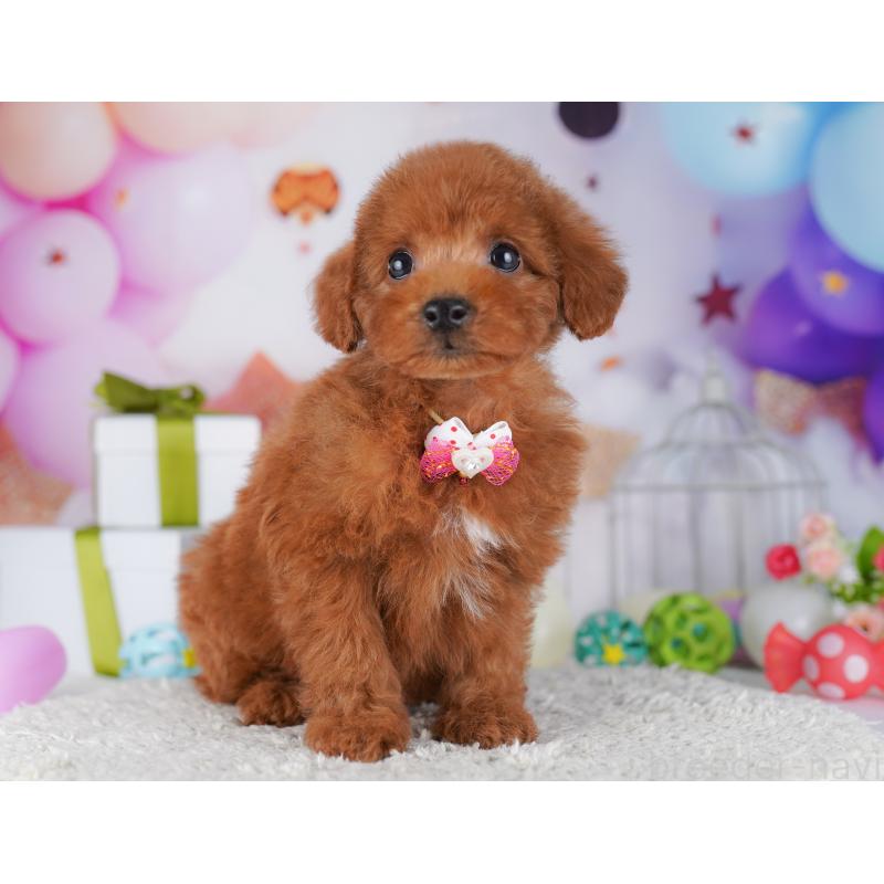 販売中の千葉県のトイプードル-427293の6枚目