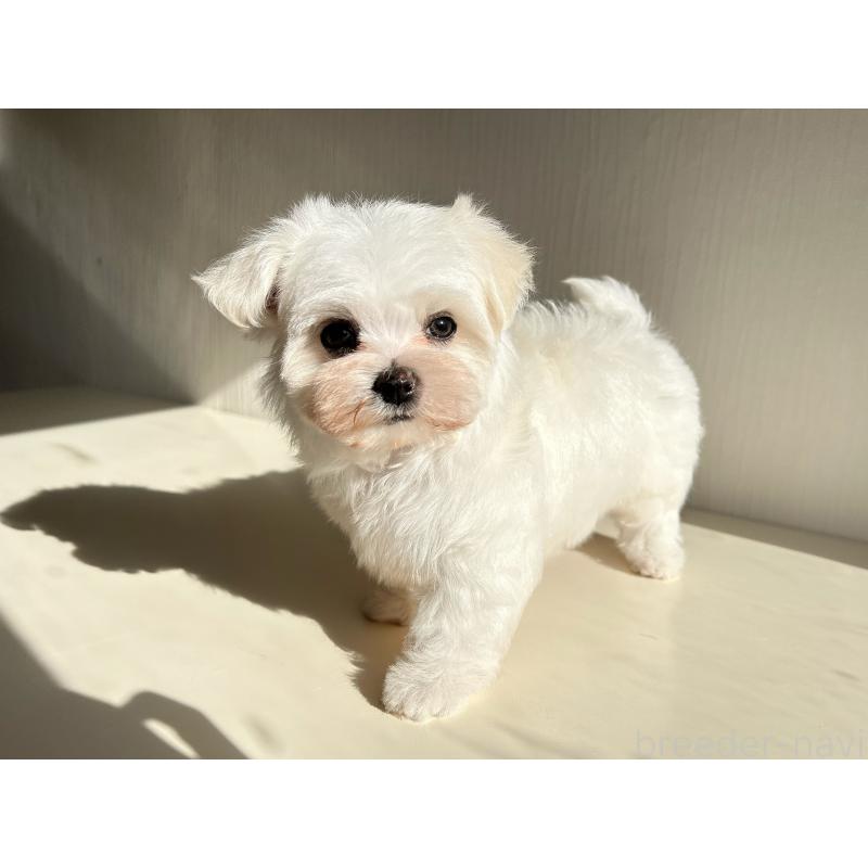 販売中の富山県のマルチーズ-418234の2枚目