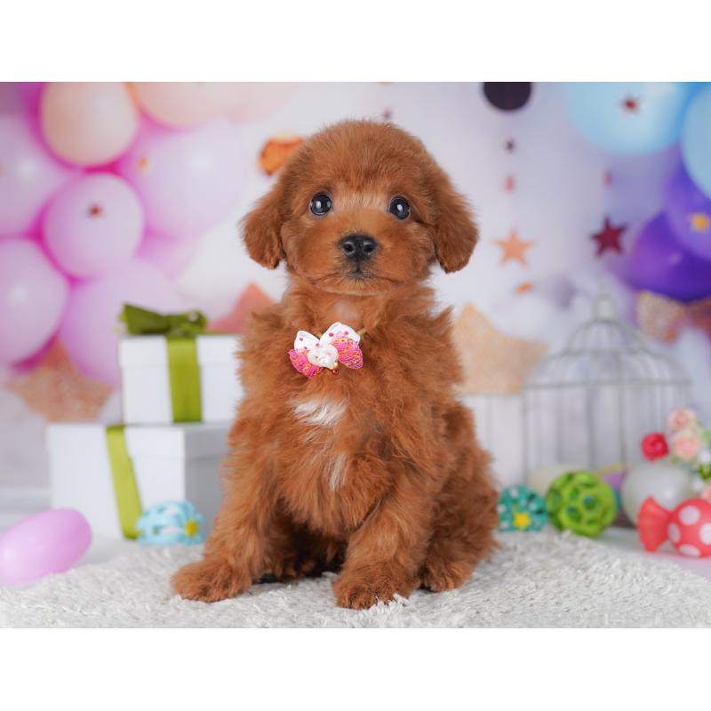 販売中の千葉県のトイプードル-427293の5枚目