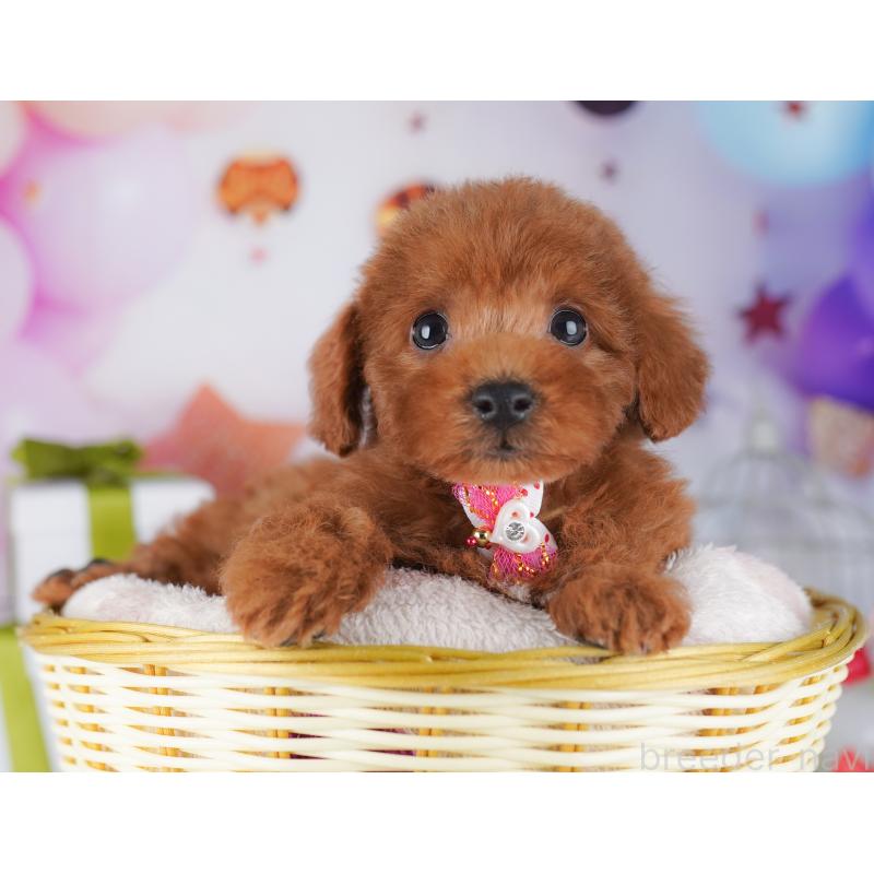 販売中の千葉県のトイプードル-427293の4枚目