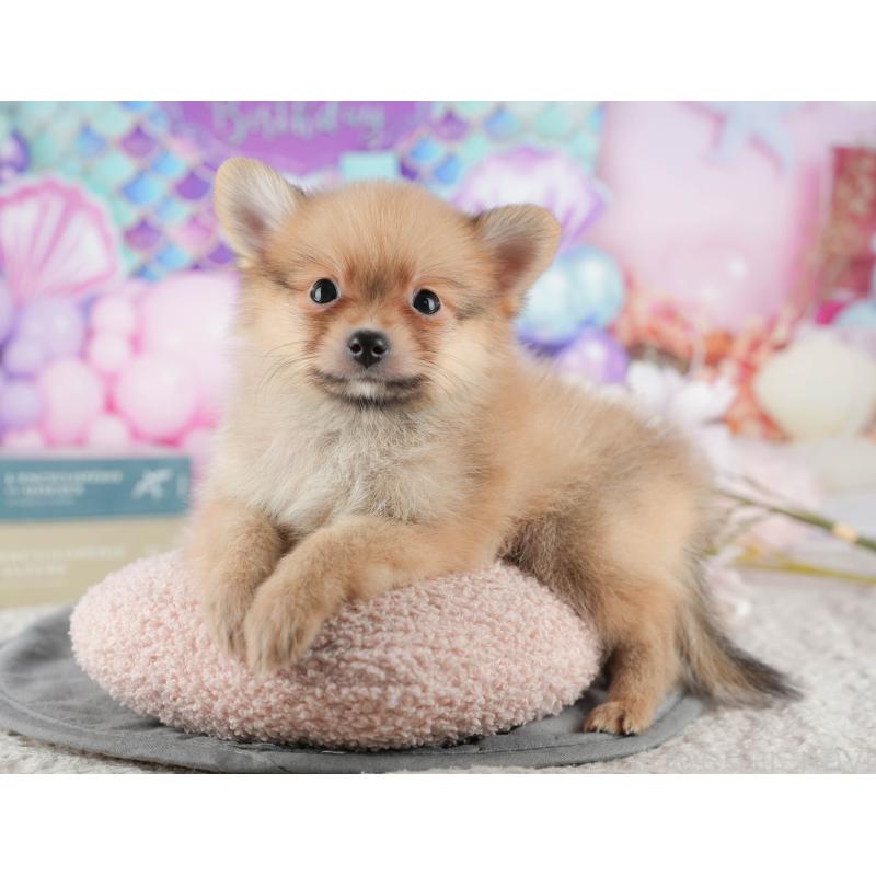 販売中の茨城県のポメラニアン-427117の6枚目