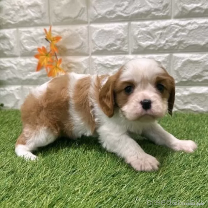 販売中の愛知県のキャバリアキングチャールズスパニエル-427118の5枚目