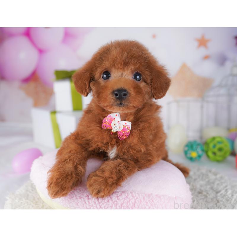 販売中の千葉県のトイプードル-427293の3枚目