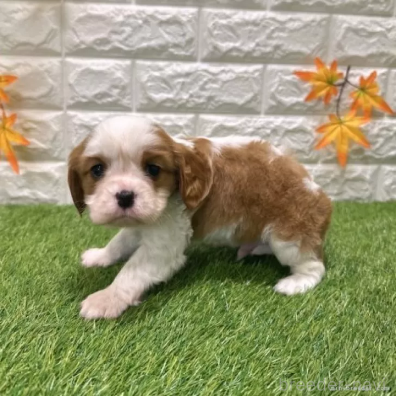 販売中の愛知県のキャバリアキングチャールズスパニエル-427118の4枚目