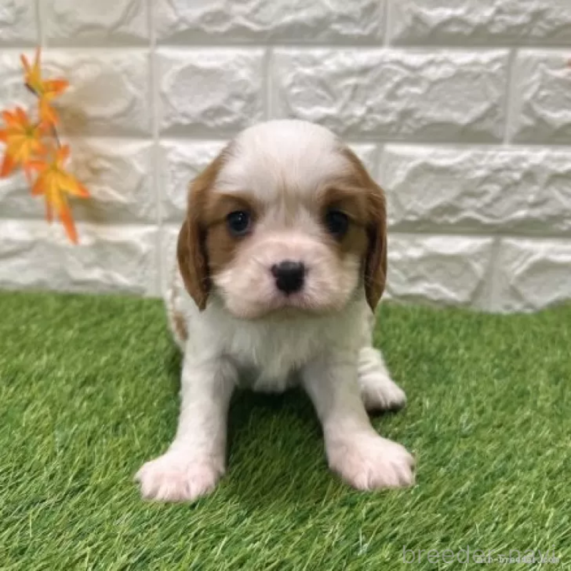 販売中の愛知県のキャバリアキングチャールズスパニエル-427118の3枚目