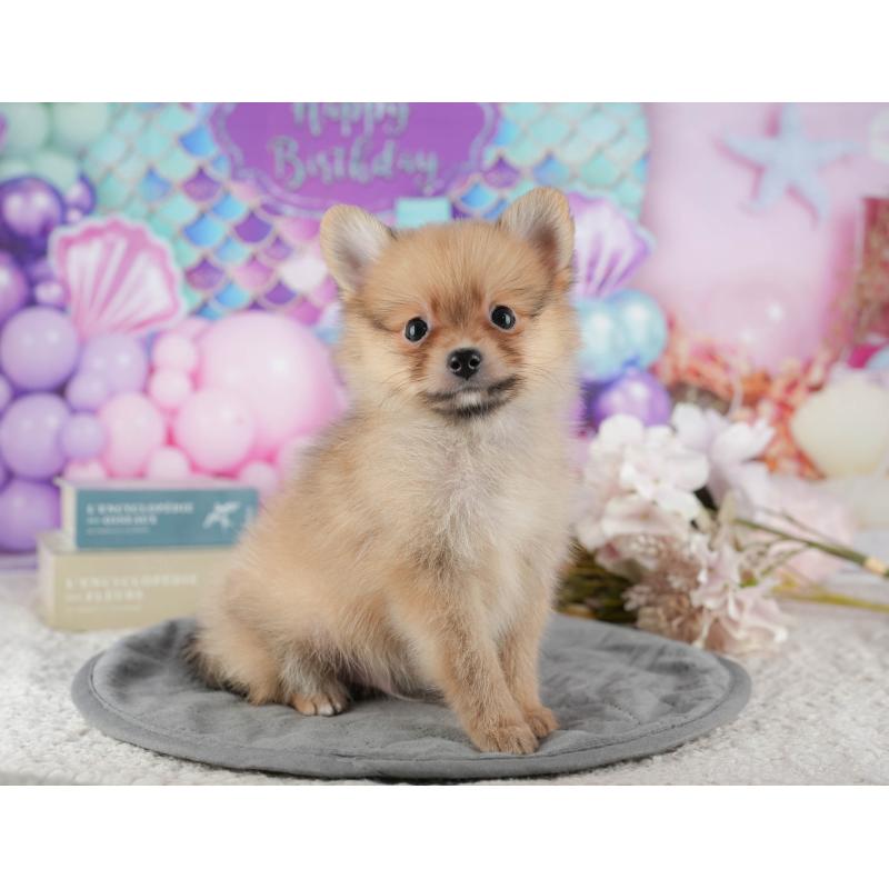 販売中の茨城県のポメラニアン-427117の5枚目