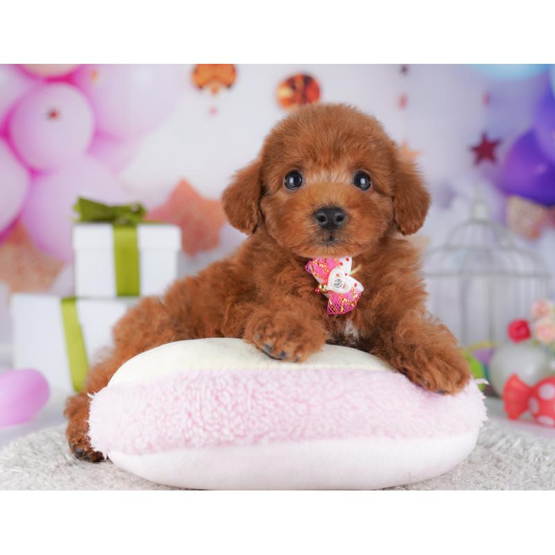 販売中の千葉県のトイプードル-427293