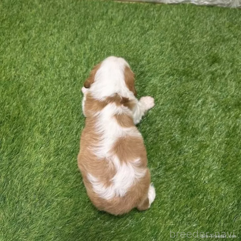 販売中の愛知県のキャバリアキングチャールズスパニエル-427118の2枚目