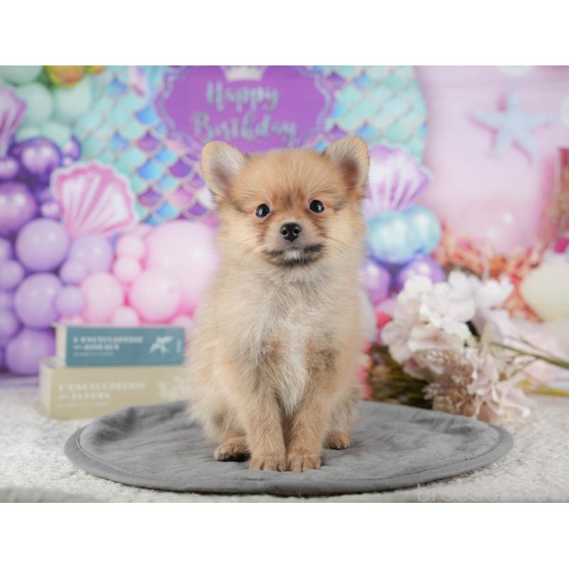 販売中の茨城県のポメラニアン-427117の4枚目