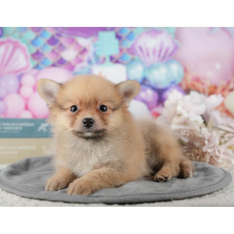 販売中の茨城県のポメラニアン-427117の3枚目