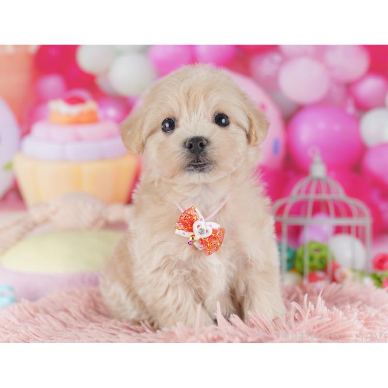 販売中の千葉県のマルプー:マルチーズ×トイプードル-427292の8枚目