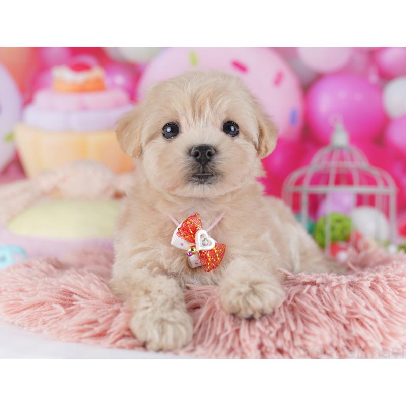 販売中の千葉県のマルプー:マルチーズ×トイプードル-427292の7枚目