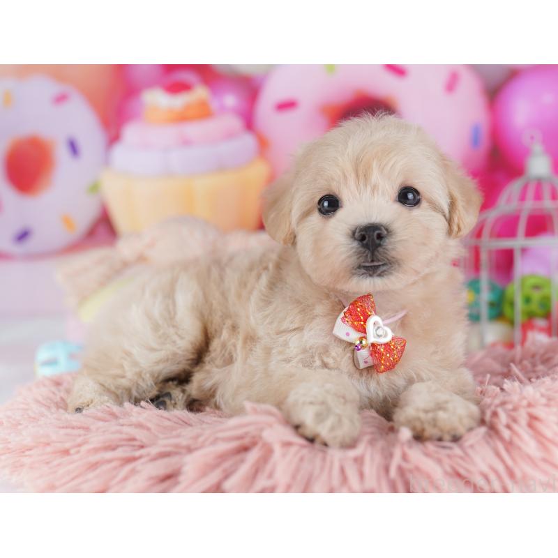 販売中の千葉県のマルプー:マルチーズ×トイプードル-427292の6枚目