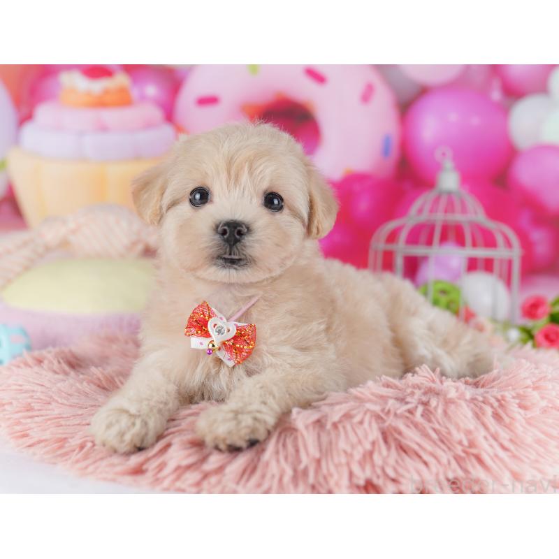 販売中の千葉県のマルプー:マルチーズ×トイプードル-427292