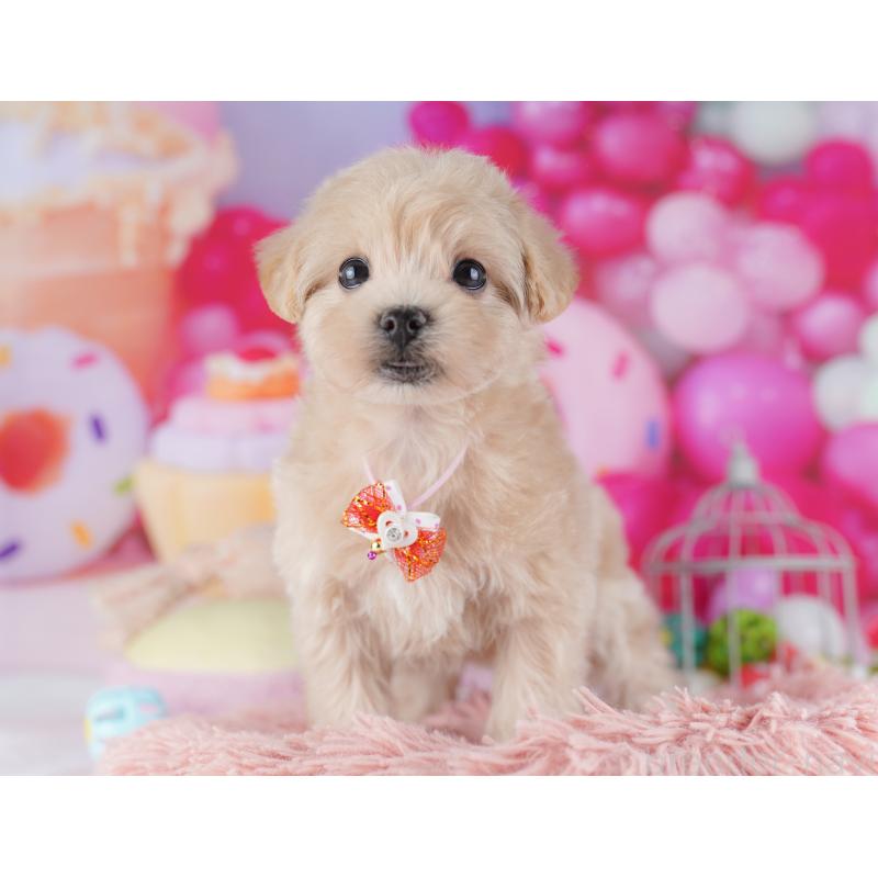 販売中の千葉県のマルプー:マルチーズ×トイプードル-427292の5枚目