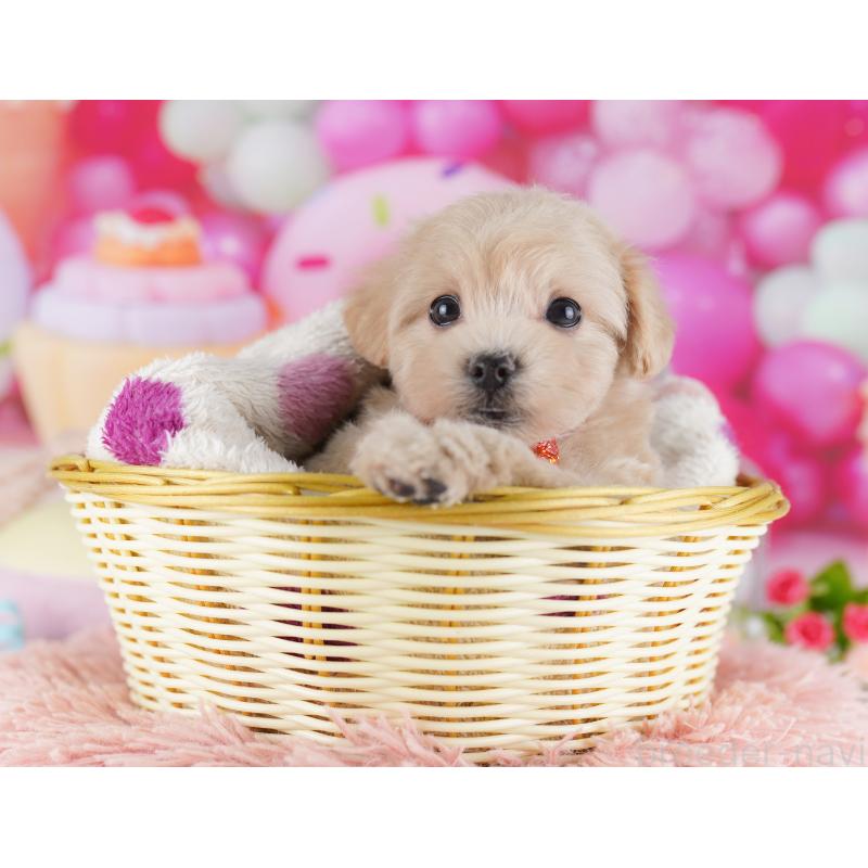 販売中の千葉県のマルプー:マルチーズ×トイプードル-427292の4枚目