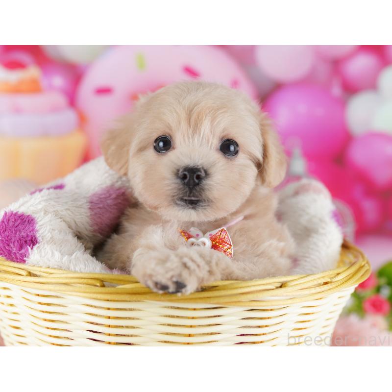 販売中の千葉県のマルプー:マルチーズ×トイプードル-427292の3枚目