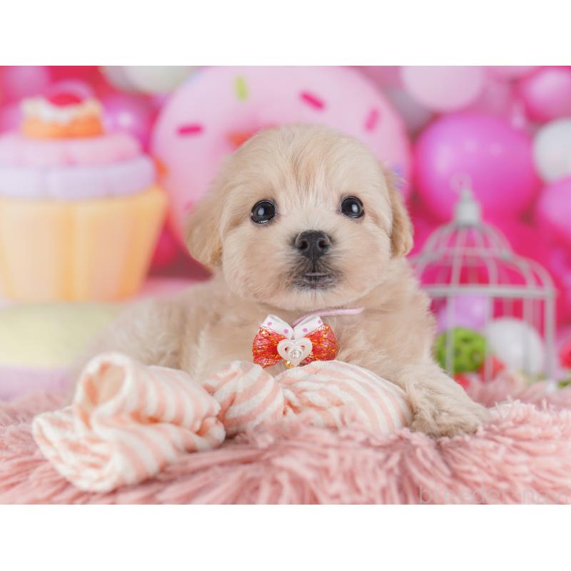 販売中の千葉県のマルプー:マルチーズ×トイプードル-427292の2枚目