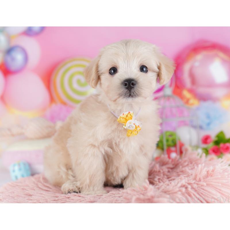 販売中の千葉県のマルプー:マルチーズ×トイプードル-427291の7枚目