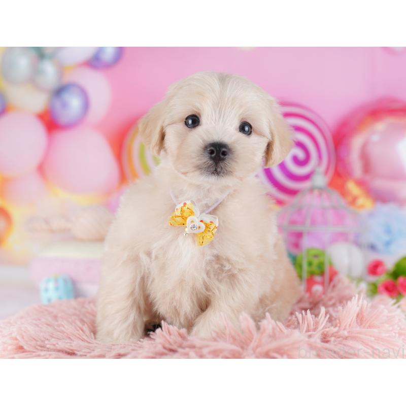 販売中の千葉県のマルプー:マルチーズ×トイプードル-427291の6枚目