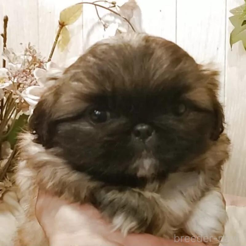 販売中の愛知県のペキニーズ-427120